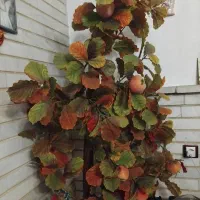 درختچه پاییزه|گل مصنوعی|تبریز, |دیوار