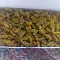 کیفیت رو ببین|خدمات باغبانی و درختکاری|تربتحیدریه, شهرک ولیعصر|دیوار