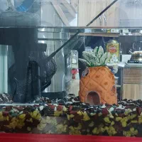 آکواریوم شرکتی با همه وسایل|ماهی|شیراز, کوشک میدان|دیوار