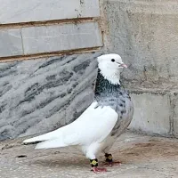 طوقی