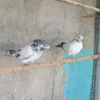 گرفتنی ۲ تا