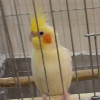 عروس هلندی نر نژاد لوتینو|پرنده|تهران, شهرآرا|دیوار