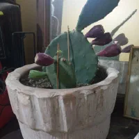کاکتوس اپونتیا(میوه دار)