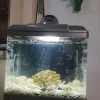 آکواریوم شرکتی/