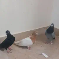 پرنده|پرنده|بروجرد, |دیوار