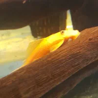 کت پوزه بوته ماده دیسکس