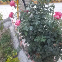 باغبانی هرس درختان علف زنی با دستگاه|خدمات باغبانی و درختکاری|پیشوا, |دیوار