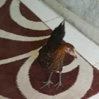مرغ و خروس|حیوانات مزرعه|کرج, آق تپه|دیوار