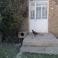 خروس آمریکایی