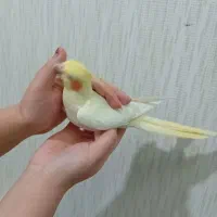 هلندی عروس|پرنده|قوچان, |دیوار