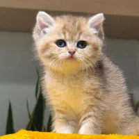 شهر اسکاتیش و بریتیش