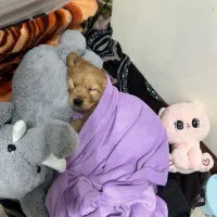 گلدن دارچینی نر  با شناسنامه