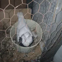 کفتر۴عددباقفس