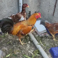 تخم نطفه دار مرغ لاری