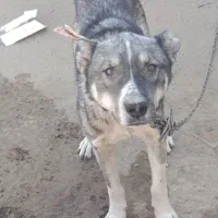 سگ سرابی نژاد دار|سگ|ملایر, |دیوار