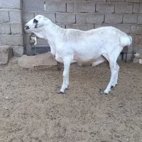 قوچ