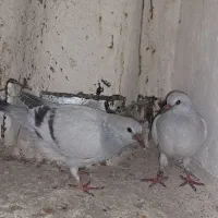 جوجه کبوتر کرمونی