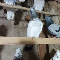 کفتر در آلوچه فولادلو|پرنده|هیر, |دیوار