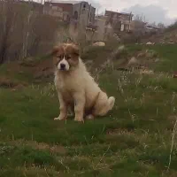 توله سرابی خالص ذات قدیم خوشتیپ