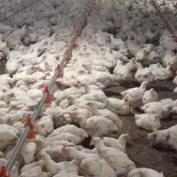 کارگر مرغداری