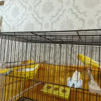 فروش سه جفت قناری بلند
