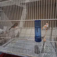 نر اگات سرخ و ماده موزاییکی اورجینال