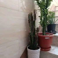 گل و گلدان|گل و گیاه طبیعی|قم, آذر (نکویی)|دیوار