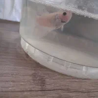 فایتر مولد و حلزون سیب