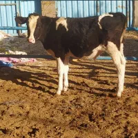 گاو گوساله نر گاوداری