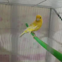 قناری|پرنده|تربت‌حیدریه, رضاشهر|دیوار