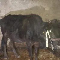 گاو آبستن بومی و گلپایگانی|حیوانات مزرعه|پاتاوه, |دیوار