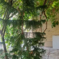 گل بزرگ|گل و گیاه طبیعی|اصفهان, اصفهانک|دیوار