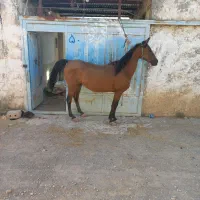 اسب