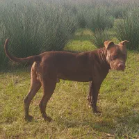 سگ پیتبول نر ۱۰ ماهه (شاه‌طوله)