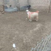 دوبور