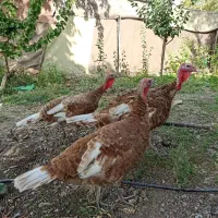 بوقلمون بور بن سالم و بسیار سرحال بالغ|حیوانات مزرعه|پیرانشهر, |دیوار