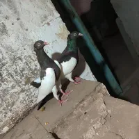 یک جفت یهودی کاکلی