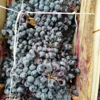 انگور دیم سردشت