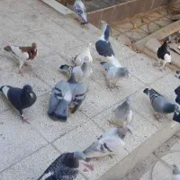 انواع کبوتر|پرنده|فردوس (خراسان), |دیوار