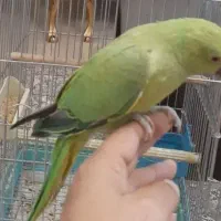 جوجه ملنگو نر سرلاکی ۴ ماهه