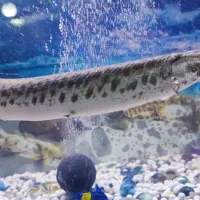 ماهی سوسماری