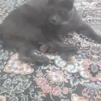 گربه نر اسکاتی دوساله کاملا خانگی ودست اموز|گربه|قدس, شهر‌قدس|دیوار