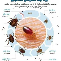 سمپاشی تهران و حومه سم پاشی ساس موش سوسک مورچه|خدمات نظافت|تهران, صادقیه|دیوار