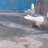 کبوتر|پرنده|سرپل ذهاب, |دیوار