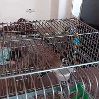 سهره|پرنده|ملارد, |دیوار