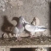 کفتر المانی جفتگاه پرشی
