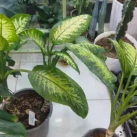 حراج گل