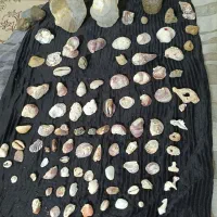 صدف دریایی فسیل
