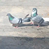 کبوتره ماده