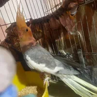 طوطی عروس نر یکساله